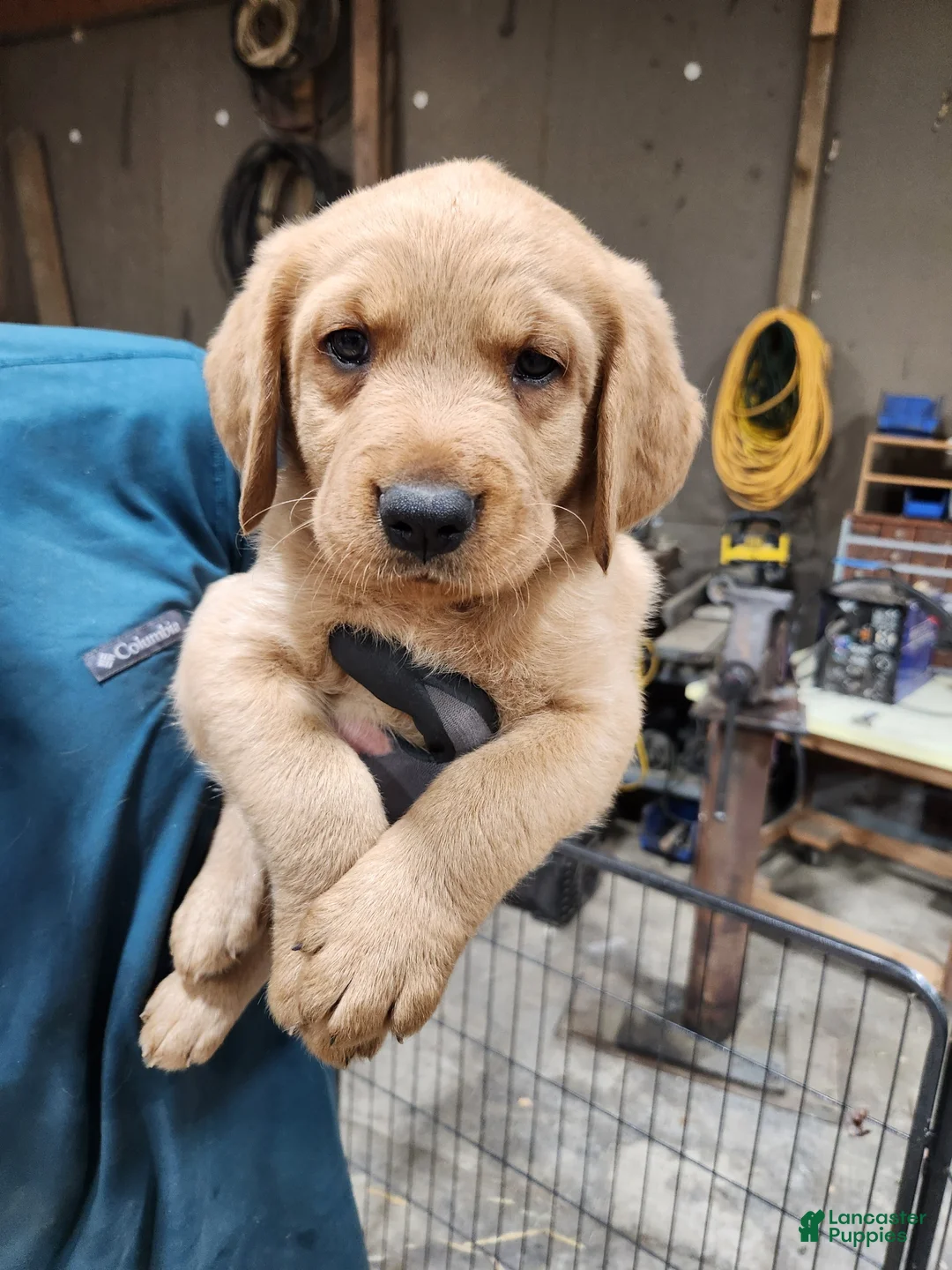 Goldador dogs for sale: Goldador Puppy dark green - Ad 1