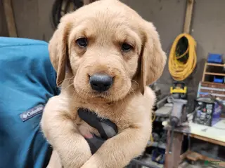 Goldador dogs for sale: Goldador Puppy dark green - Ad 3