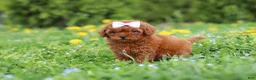 Cavapoo dogs for sale: Precious - Ad 7