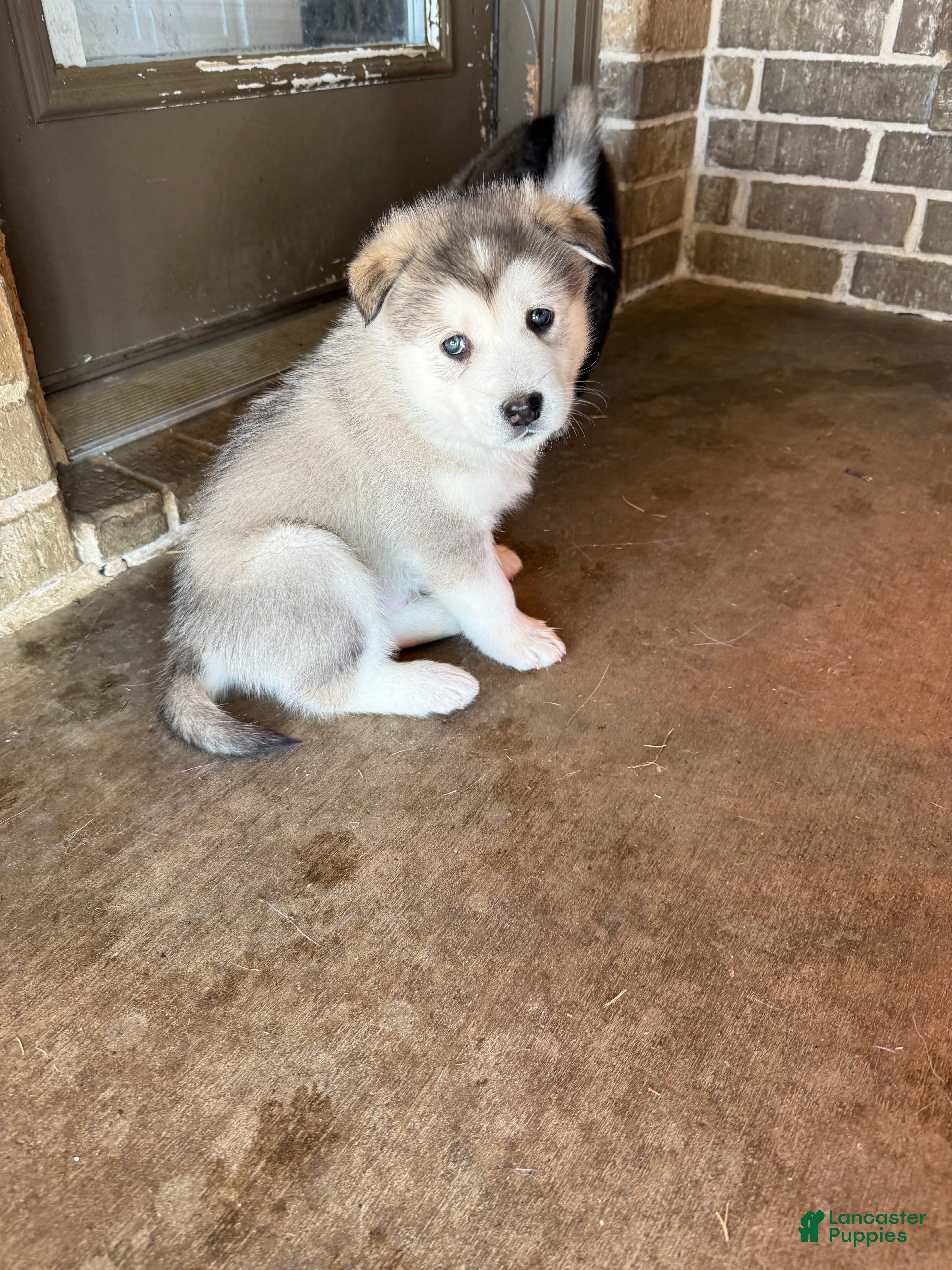 Alaskan Malamute dogs Alaskan Malamute Puppy 1 - Ad 8