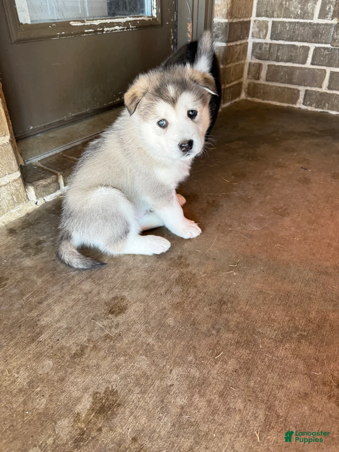 Alaskan Malamute dogs for sale: Alaskan Malamute Puppy 1 - Ad 1