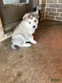 Alaskan Malamute Puppy 1