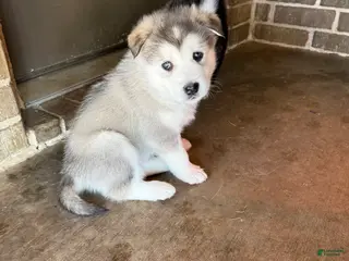 Alaskan Malamute dogs Alaskan Malamute Puppy 1 - Ad 8