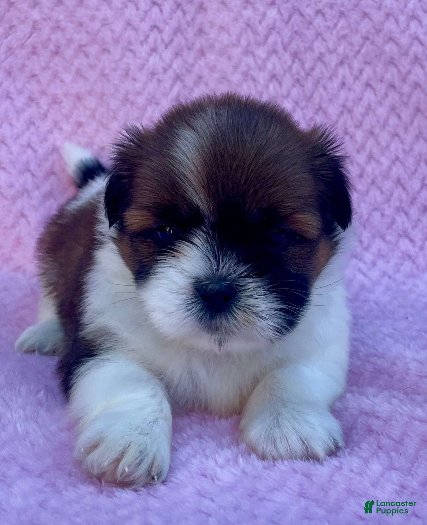 Shih Tzu dogs Betty  - Ad 1