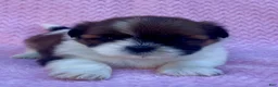 Shih Tzu dogs for sale: Betty  - Ad 1