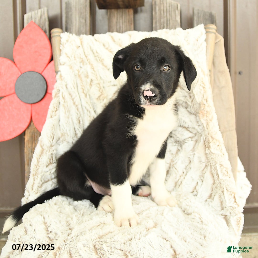 Red Border Collie Corgi Mix Tan Border Collie Corgi Mix Orange Red