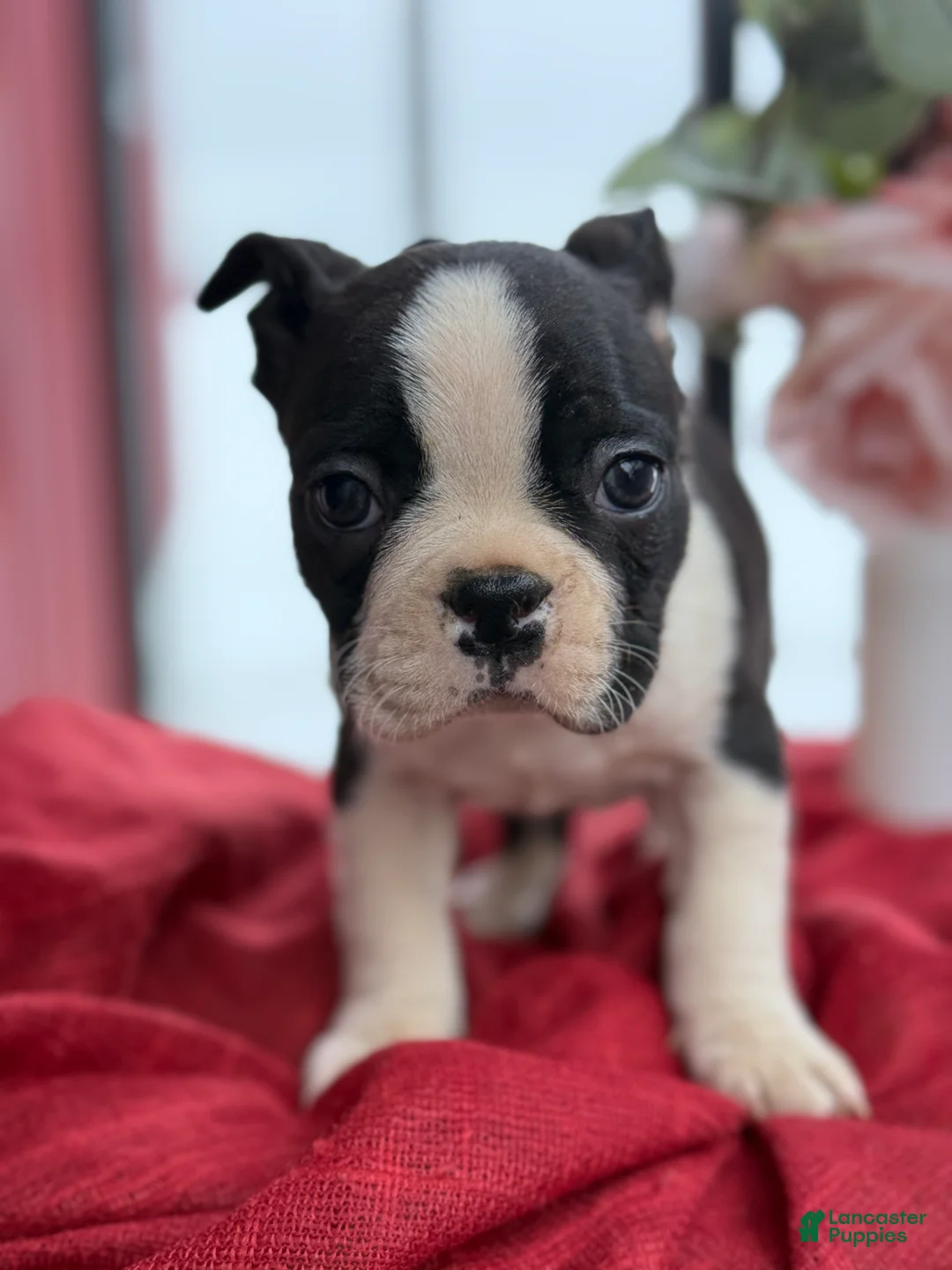 Boston Terrier dogs for sale: Travis - Ad 1