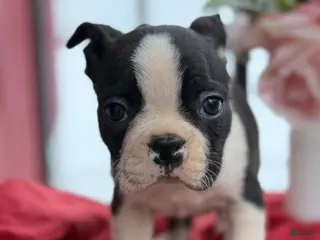 Boston Terrier dogs for sale: Travis - Ad 2