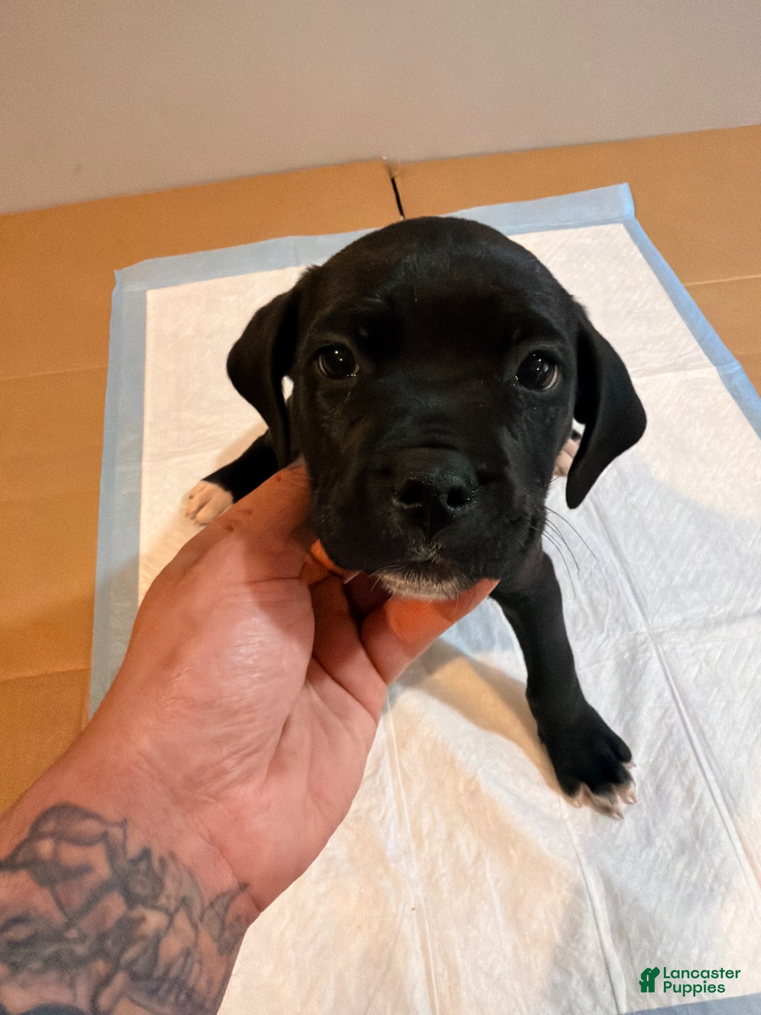 Mixed Breed dogs Mixed Breed Puppy 1 - Ad 10