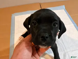 Mixed Breed dogs Mixed Breed Puppy 1 - Ad 27