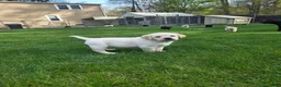 Labrador Retriever dogs for sale: Labrador Retriever Puppy 2 - Ad 1
