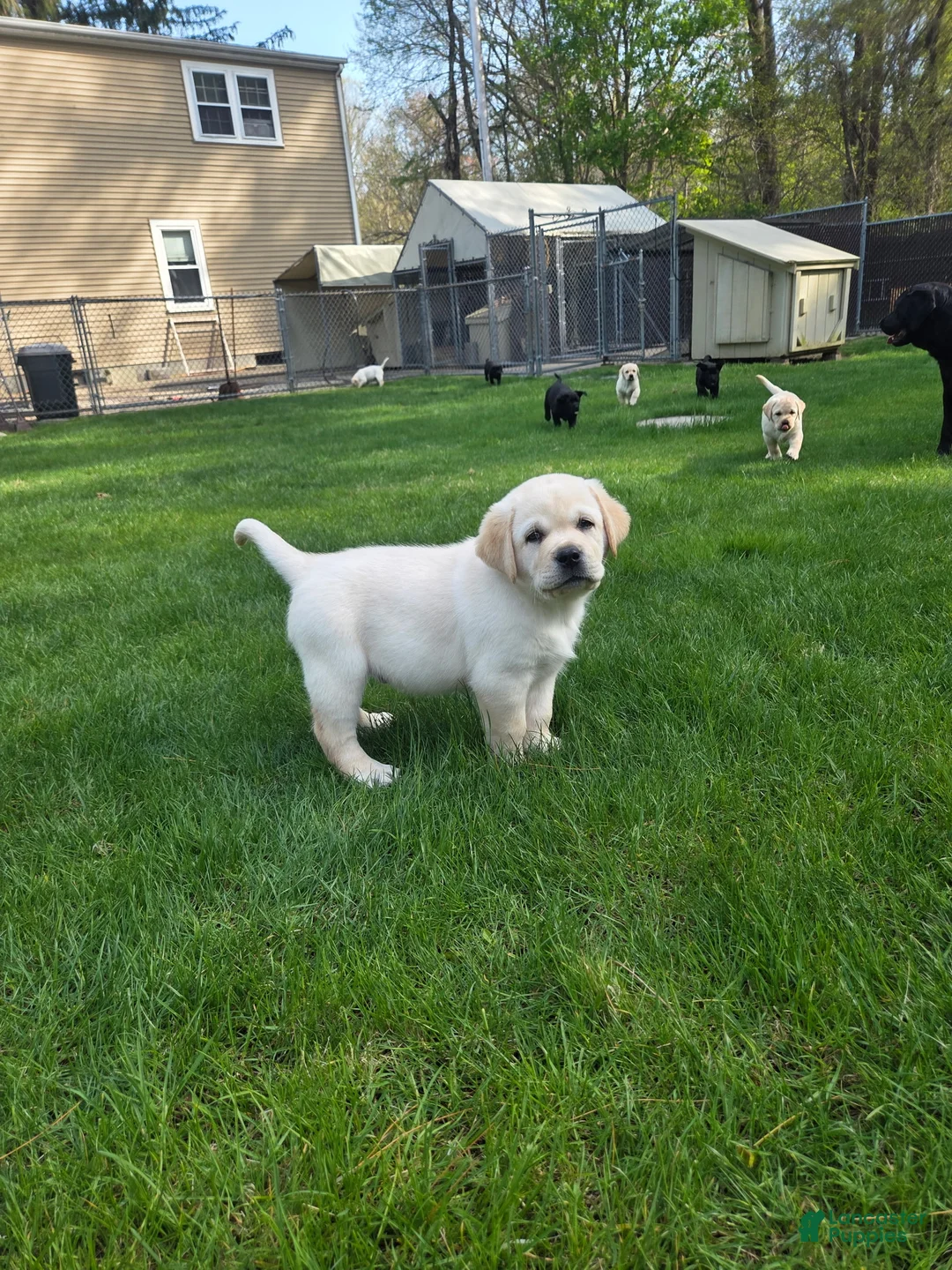 Labrador Retriever dogs for sale: Labrador Retriever Puppy 2 - Ad 1