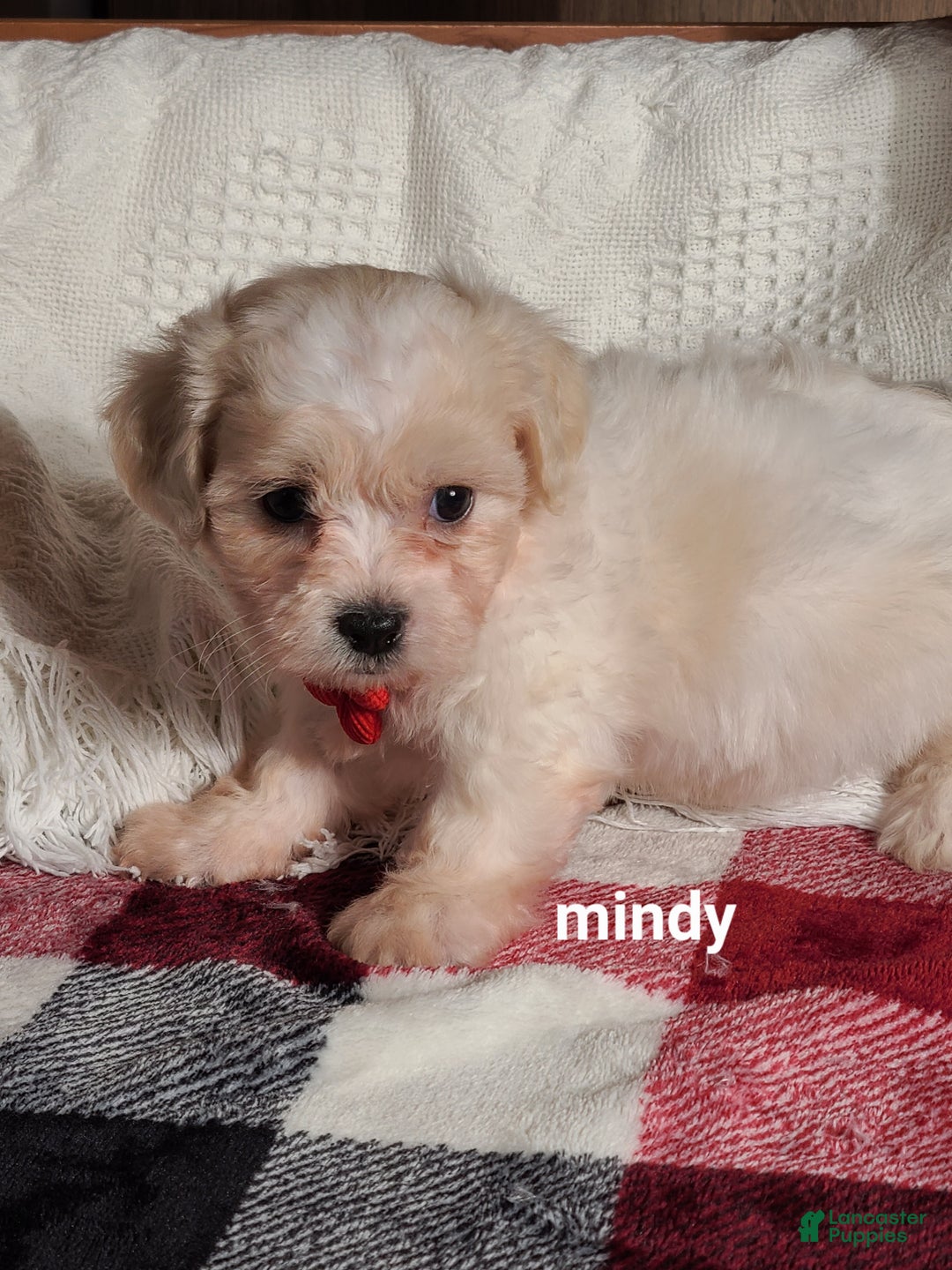 Teddy Bear dogs for sale: Mindy  - Ad 5
