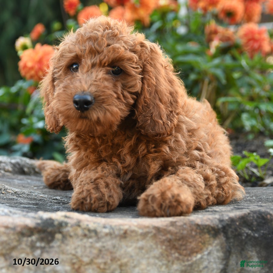 Mini Goldendoodle dogs for sale: Lydia - Ad 2