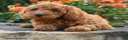 Mini Goldendoodle dogs for sale: Lydia - Ad 2