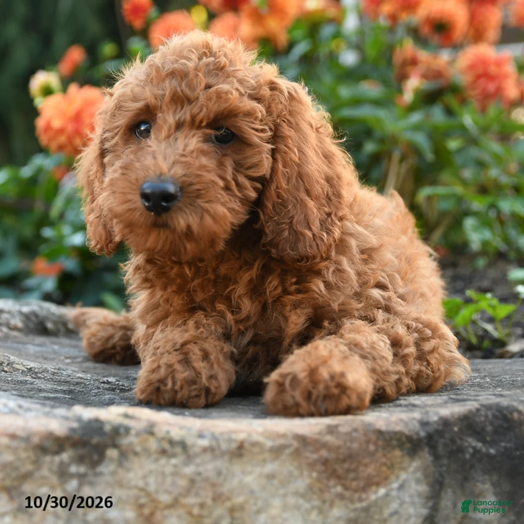 Mini Goldendoodle dogs for sale: Lydia - Ad 2