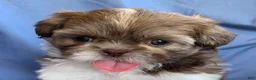 Shih Tzu dogs for sale: Molly - Ad 9