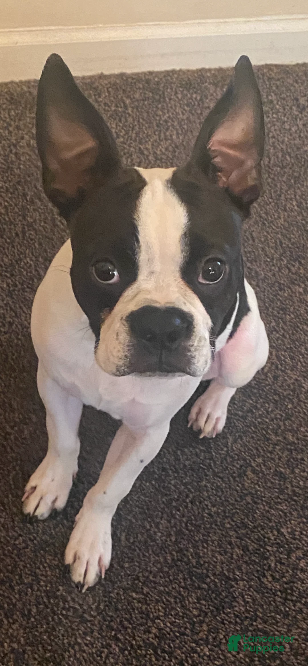Boston Terrier dogs for sale: Skipp - Ad 1