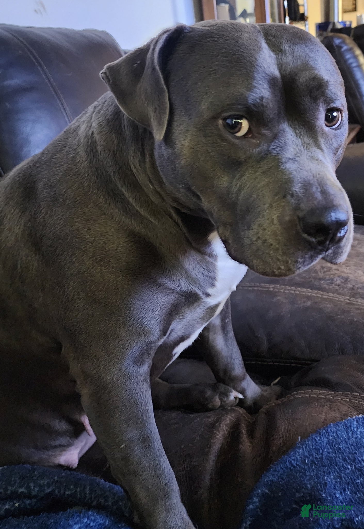 American Bully dogs American Bully Puppy 1 - Ad 2