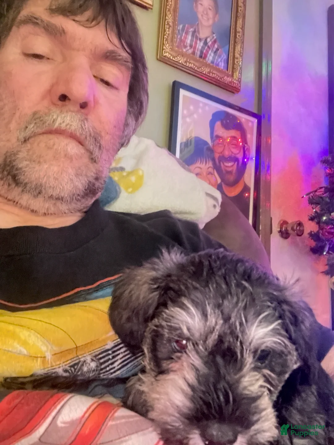 Miniature Schnauzer dogs for sale: Miniature Schnauzer Chevelle  - Ad 3