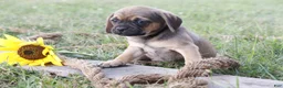 Puggle dogs for sale: Alice - Ad 4