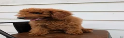 Irish Doodle dogs for sale: Mini Irish Doodle  - Ad 1