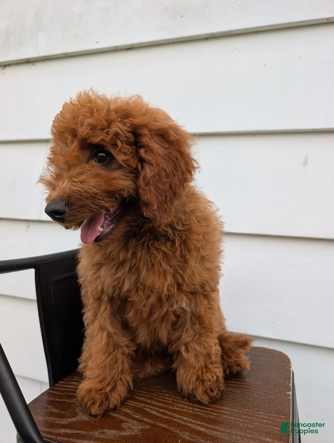 Irish Doodle dogs for sale: Mini Irish Doodle  - Ad 1