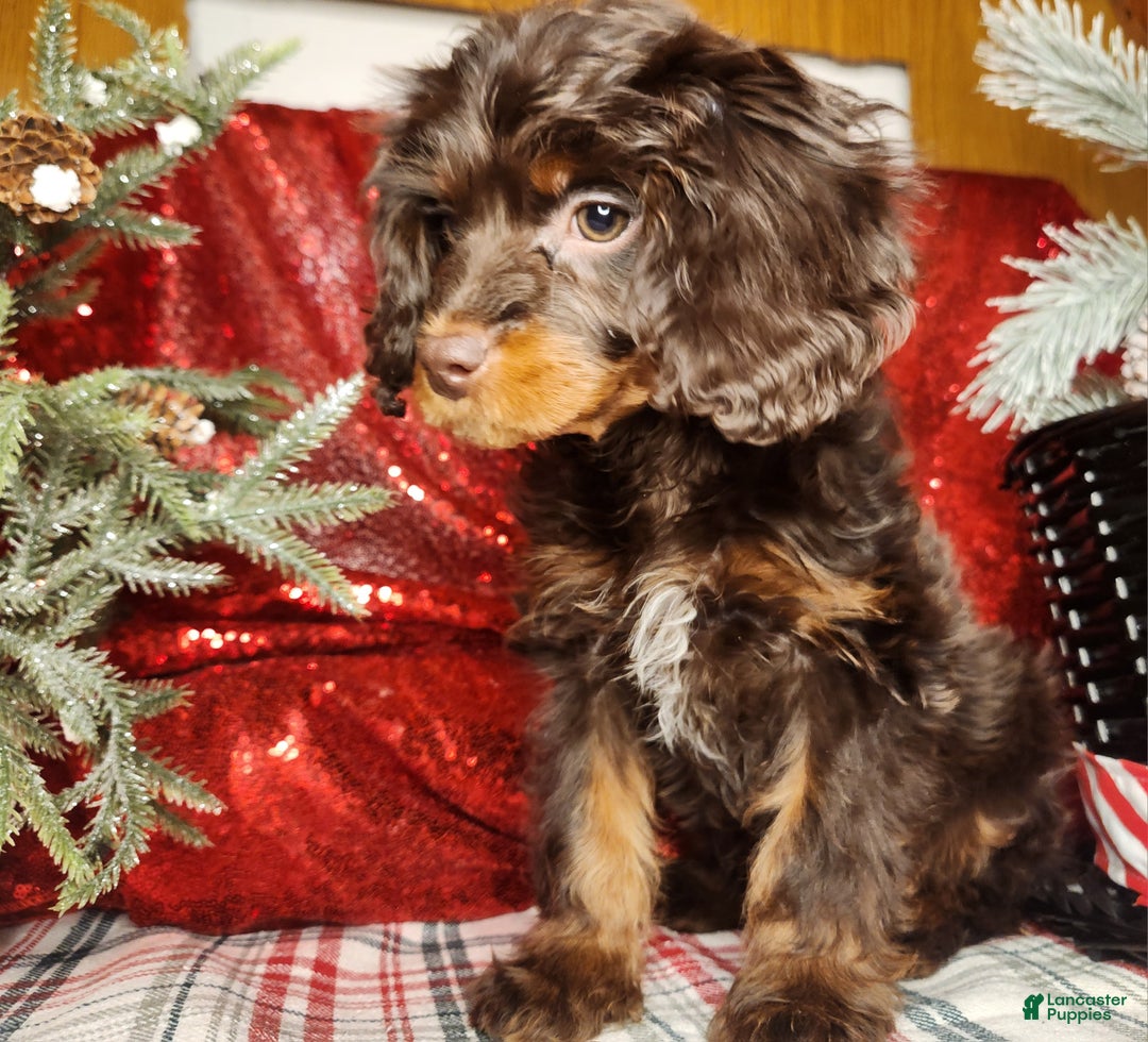 Cavapoo dogs for sale: Cavapoo Puppy 1 - Ad 5
