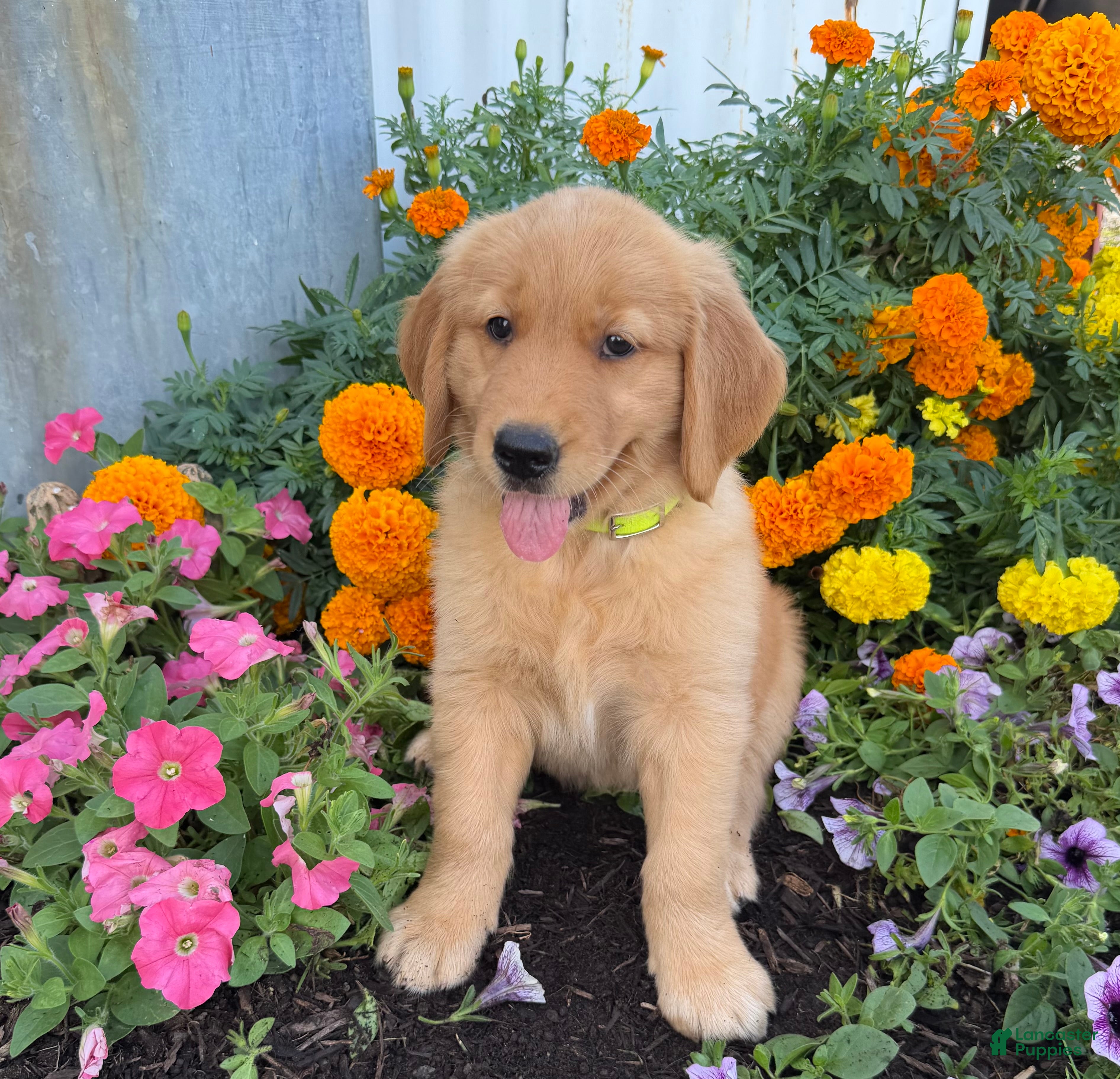 Golden Retriever dogs Holly - Ad 1