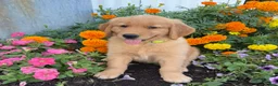 Golden Retriever dogs for sale: Holly - Ad 1