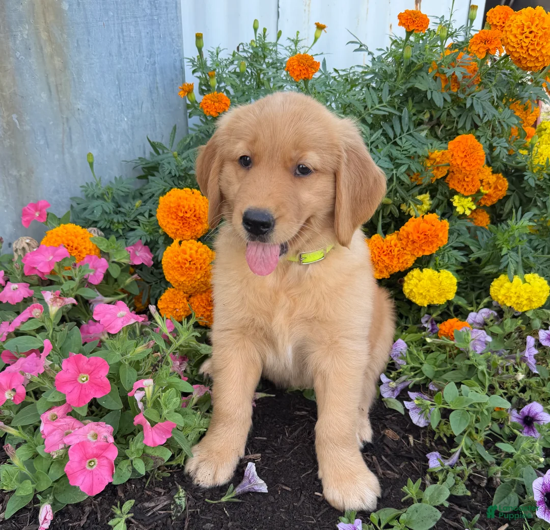 Golden Retriever dogs for sale: Holly - Ad 1