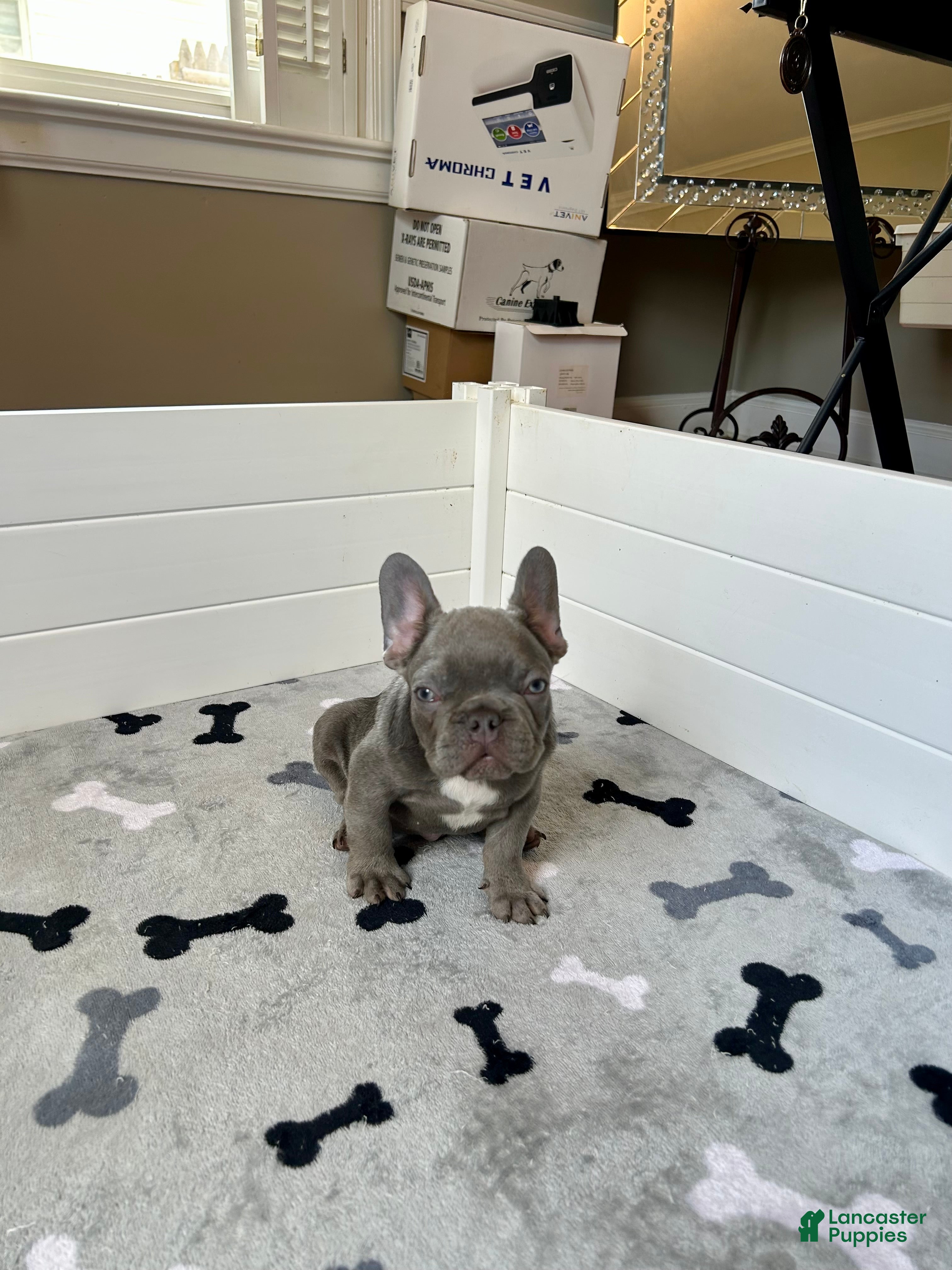 French Bulldog dogs Louis AKC - Ad 2