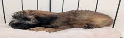 Soft Coated Wheaten Terrier dogs for sale: Satin - Ad 5