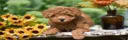 Toy Poodle dogs for sale: Barrett - Ad 3