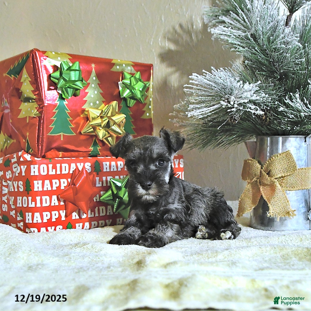 Miniature Schnauzer dogs for sale: Nash - Ad 2