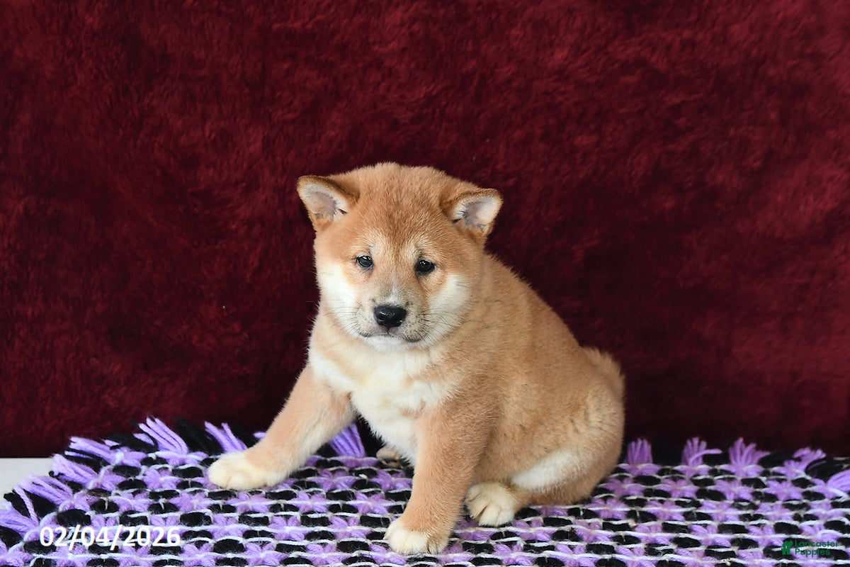 Shiba Inu dogs Luke - Ad 2