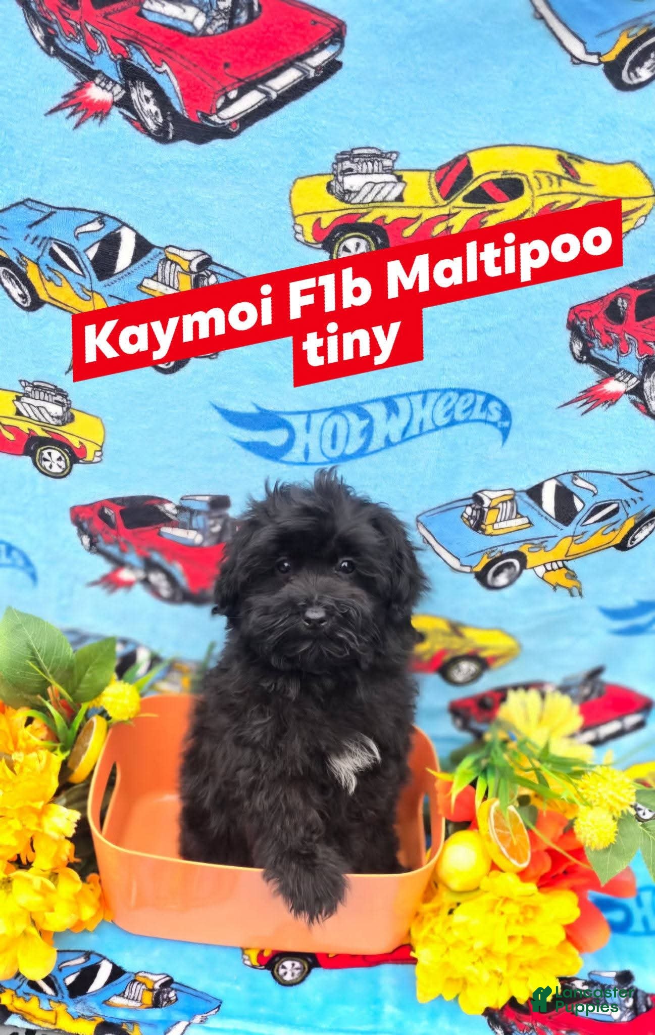 Maltipoo dogs Kaymoi - Ad 2