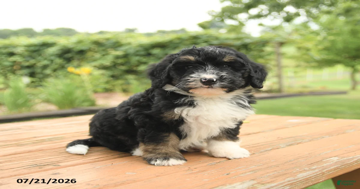Zelda Mini Bernedoodle for sale in Lykens | Lancaster Puppies