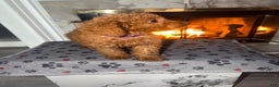 Mini Goldendoodle dogs for sale: Raven - Mini Goldendoodle  - Ad 3
