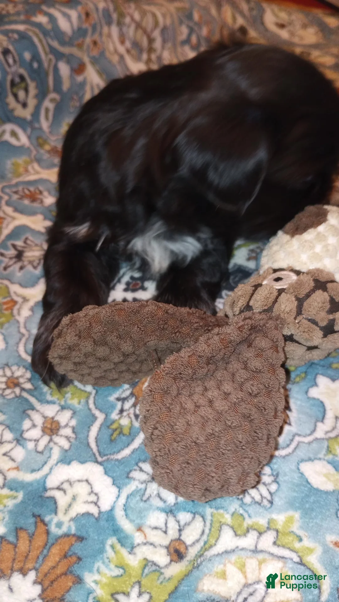 Shih Tzu dogs for sale: Shih Tzu Puppy 1 - Ad 3