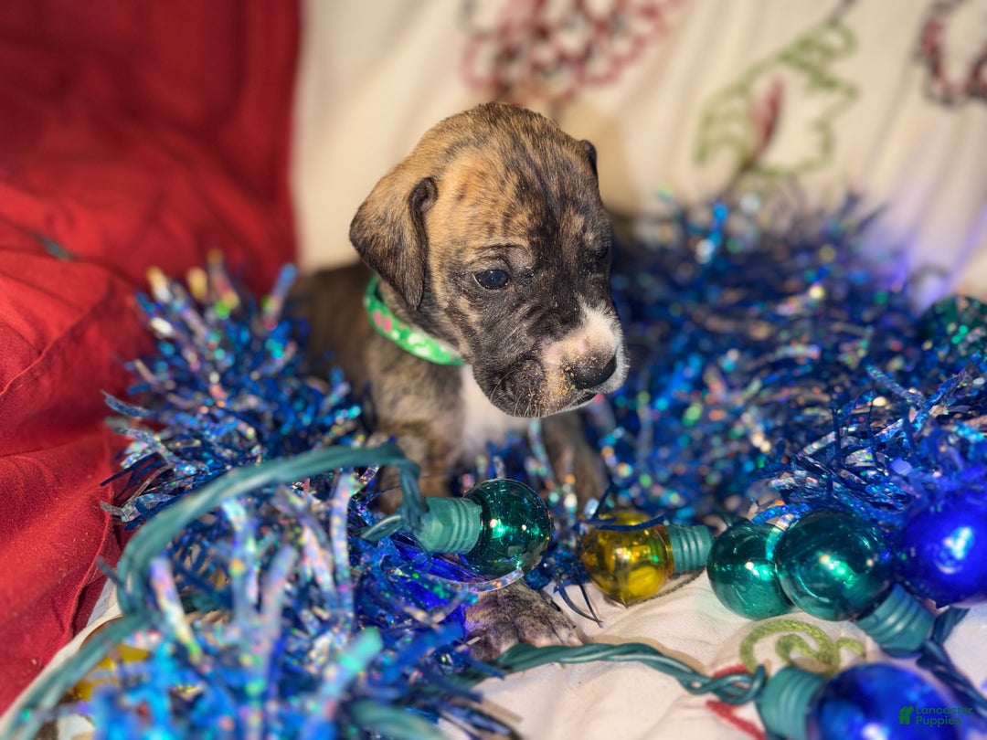 Great Dane dogs for sale: Max - Ad 2