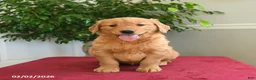 Golden Retriever dogs for sale: Skittles - Ad 1