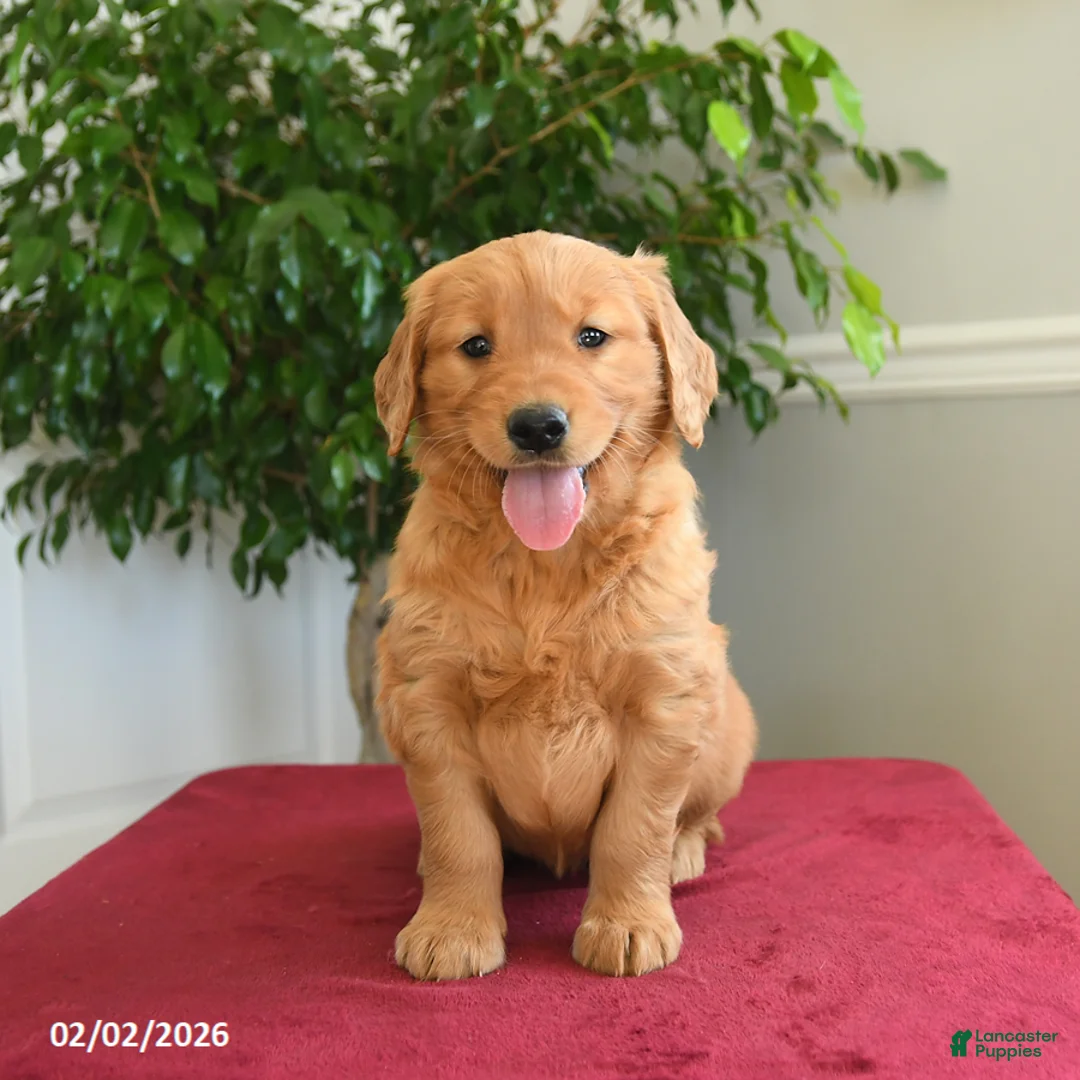 Golden Retriever dogs for sale: Skittles - Ad 1
