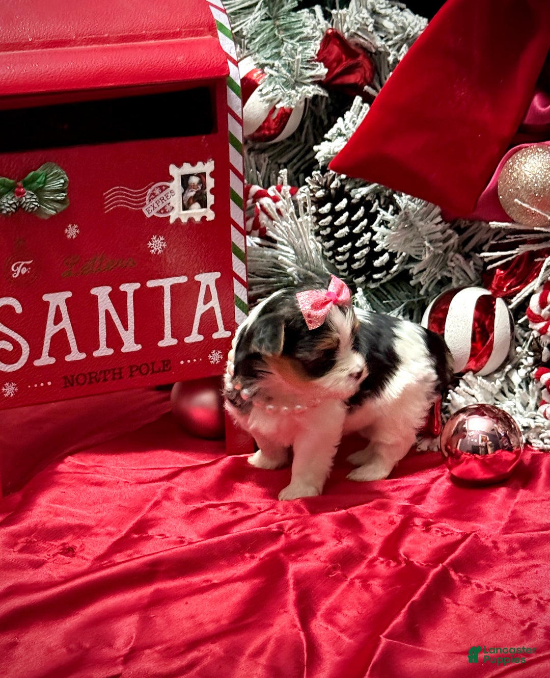 Yorkshire Terrier dogs for sale: Dot - Ad 21