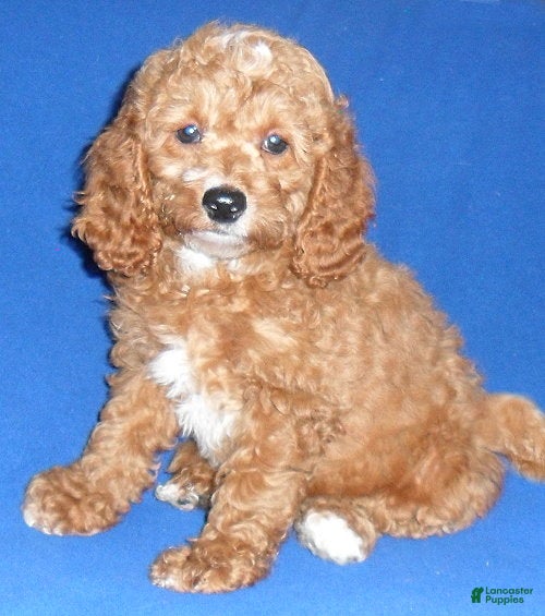 Cockapoo dogs Cooper - Ad 1