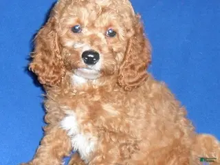 Cockapoo dogs Cooper - Ad 37