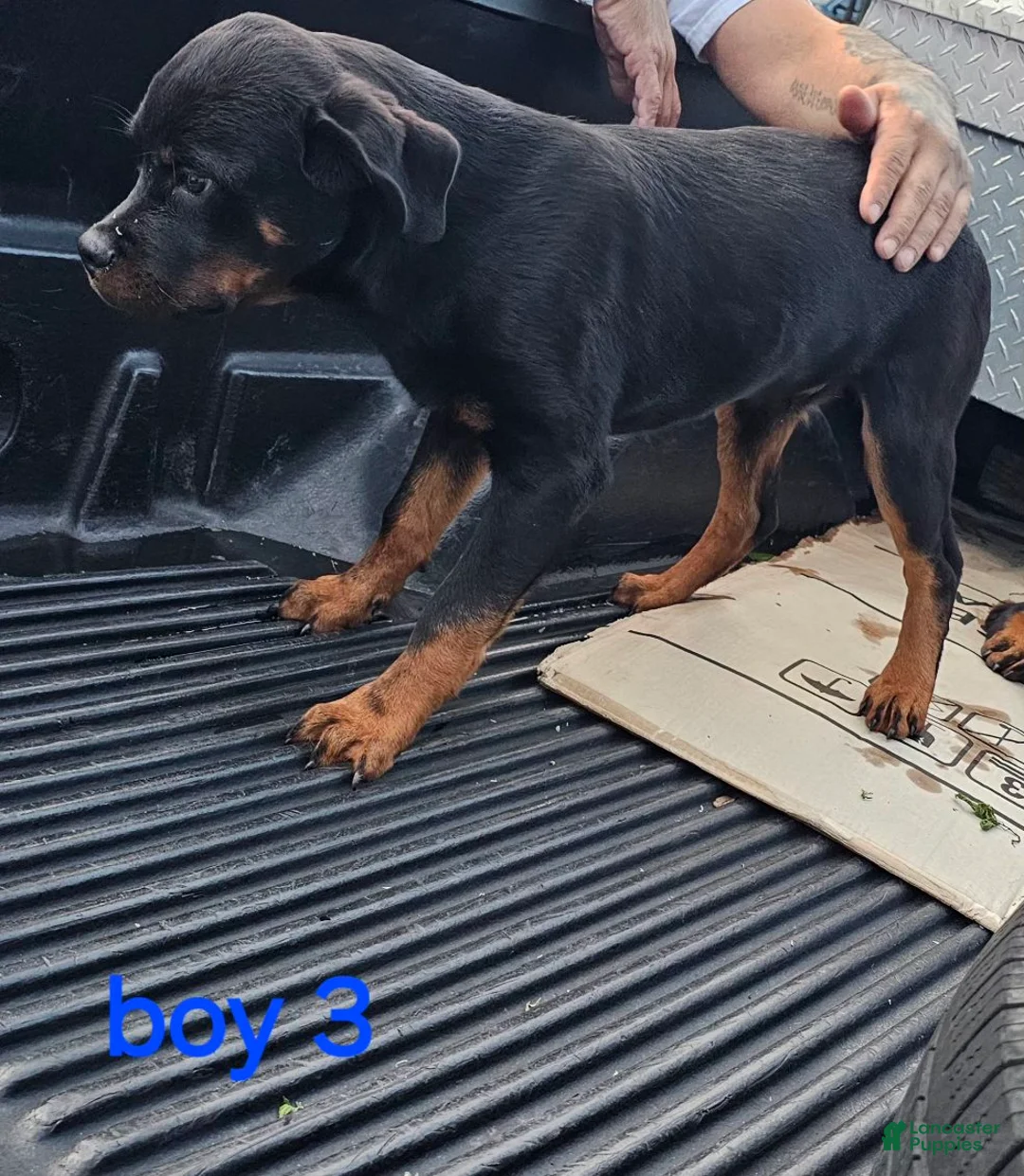Rottweiler dogs for sale: Rottweiler Puppy 1 - Ad 1