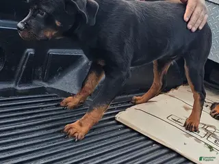 Rottweiler dogs Rottweiler Puppy 1 - Ad 13