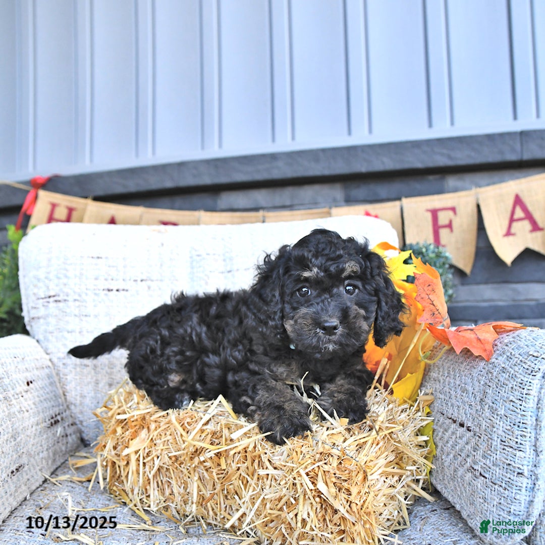 Cavapoo dogs for sale: Buster - Ad 8