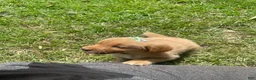 Golden Retriever dogs for sale: Golden Retriever 3 - Ad 15